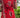 Hibiscus Motif Coord Set