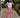 Rosewood Pink Comfort Cotton Pant