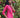 Coral Pearl Co-Ord Set